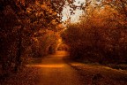 Bosco In Citt (MI) al tramonto