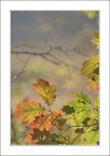 Un autunno leggero..