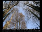 Progetto Guccini

L'albero ed io, Due anni dopo, 1970