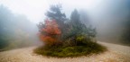Isola nella nebbia