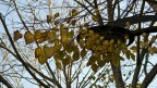Lautunno  la primavera dellinverno (Henri de Toulouse-Lau