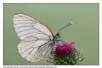 Aporia fimmmmmana!