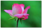 ROSA E RUGIADA