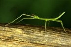 microinsetto (id sconosciuto)