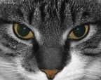 Vanille  il mio gattone!!