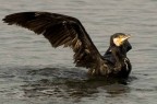 Cormorano