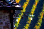 questa immagine mi da un gran senso di "autunno in campagna". Al momento dello scatto non mi ero neppure accorto delle ragnatele: solo in fase di post-produzione ho potuto apprezzare questo ulteriore particolare. Le"strisce" giallastre sono i filari di vigna che coprono la collina retrostante il fabbricato. Un po' di maschera di contrasto, ed una elaborazione con Gimp "fake HDR".