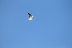 EXIF:
Canon EOS 1100D + 70-300mm
f/7.1  1/500s iso100 300mm
Leggero mosso: mia zia diceva sempre che afferrare un uccello al volo  un'abilit ghe si acquista solo con l'esperienza... Cretinate a parte, ho applicato una leggera maschera di contrasto poi ho regolato la saturazione. Lo sfondo  piatto, niente nuvole, zero. Solo quel filibustiere che non accennava a rallentare. Credo che il mosso dia abbastanza l'idea del movimento...non  una cosa voluta, ma fatta per pura fortuna.