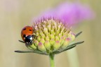 90mm, F/11, 1/200s, EV -07, iso 160

Scattata il 30-06-2011 alle 12:49

HR
http://img851.imageshack.us/img851/6748/coccinella1300.jpg