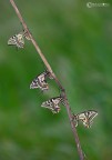Canon 5D Mark II - Sigma 180 mm MAcro - f/18 - iso 100 - 1/20
l Macaone (Papilio machaon Linnaeus, 1758) ...  una farfalla della famiglia delle Papilionidae, famiglia prevalentemente tropicale, di cui solo 9 specie presenti in Italia.   .......