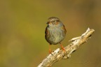 Passera scopaiola