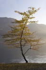 pace d'autunno