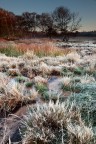 Scatto di questa mattina, localit '' Le caldare di Manziana'', temperatura 0
Sono stato attratto da questi cespuglietti ghiacciati che nascono su di un terreno solfureo, la natura a volte  veramente impressionante!