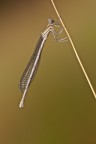 Dama