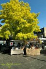 Una bella piazza ,ricca di bancarelle dove cuochi di varie nazionalit preparano diverse specialit.. tutto ottimo e fresco