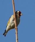 Cardellino