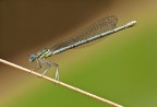 Platycnemis pennipes