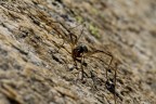 dati Exif
f 20----1/160----iso 400---- 100 mm macro