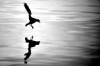 Landing