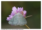 Falena sul fiore