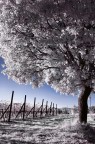 ir blu