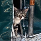Gatto Nostrano