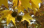 Frutto d'autunno
