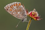 Pollyommatus icarus