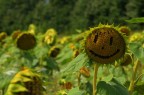 Girasole felice in provincia di Siena. HDR