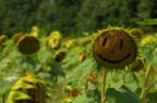 Girasole felice in provincia di Siena. HDR