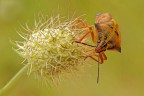 pentatomidae  ( luglio )