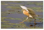 Correndo sull'acqua