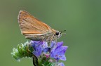 Hesperiidae