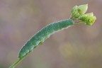 Pieris rapae o Cavolaia minore