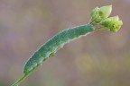 scatto di due settimane fa',ho trovato questo bruco di Pieris rapae che da quello che mi hanno detto a Natura Meditteraneo dovrebbe essere alla sua ultima muta .

un saluto,Tamara

critiche e consigli sono molto graditi e apprezzati

40D,100mm L,treppiede,(T.)plamp e scatto remoto
f16,tv 1/3,iso 100 e panellini

HR: http://img829.imageshack.us/img829/746/rapaelink.jpg