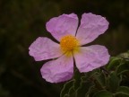 ISO 50
1/353
f 3.6
Questo fiore  diffusissimo dalle mie parti,il colore dei petali intenso e delicato allo stesso tempo non pu passare inosservato  tra gli arbusti..Sembra cos fragile eppure si sviluppa da una pianta resistente,che cresce in condizioni anche difficili...Insomma una pianta pi forte che fragile..un bel contrasto insomma...
Ovviamente aspetto tutti i vostri commenti e le vostre correzioni !Grazie