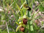 orchidee
