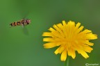 Altro episyrphus in volo