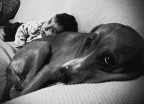 Sweet pillow