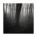 alberi