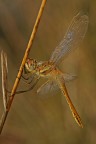 libellula (aggiunto file...migliore?)