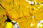 autunno