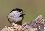 Cincia bigia (Parus palustris)