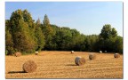 Autunno in campagna Autunno in campagna