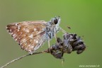 Piccolo pyrgus di questa estate.

Canon 7D - Sigma 180 mm - f/14 - 1/3 - ISO 400