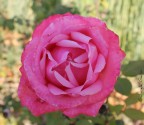 Rosa di novembre...