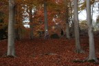 Presenze nel bosco.