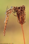 Femmina dorata...