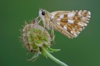 Pyrgus