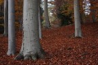 Elefante nel bosco?
